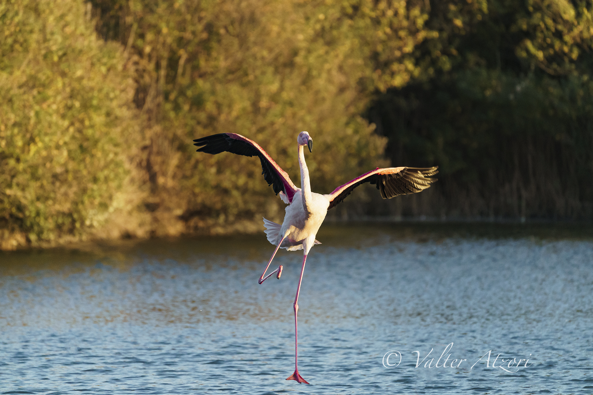 Dancing Flamingo
