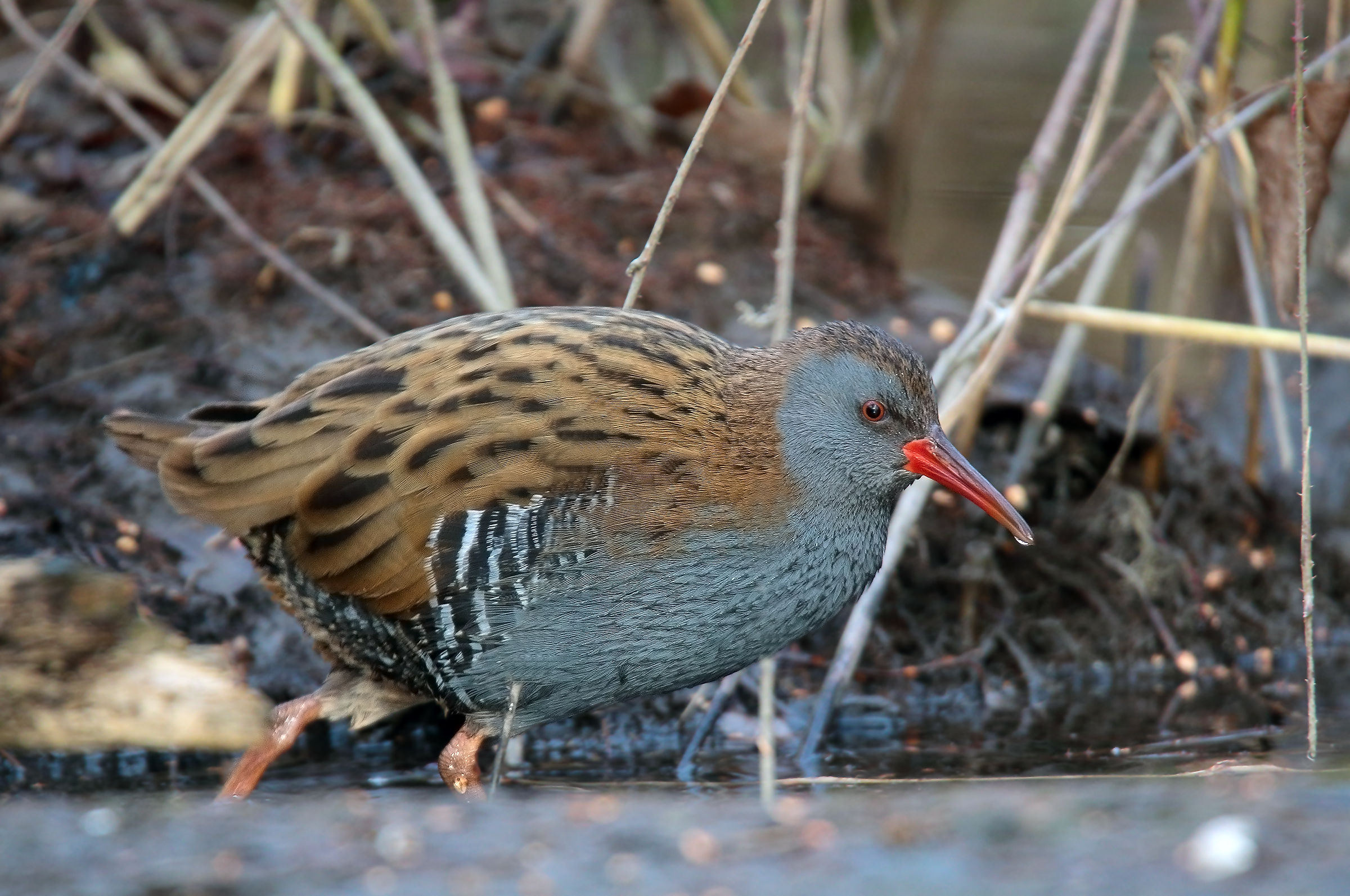 Water Rail