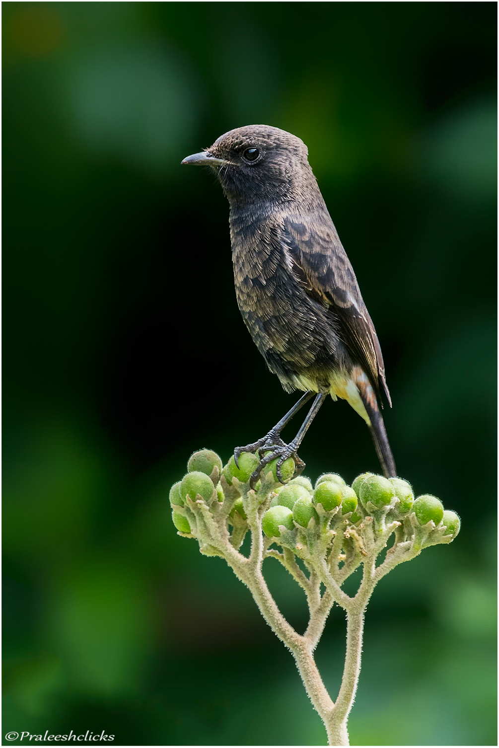 Pied Bushchat - Male