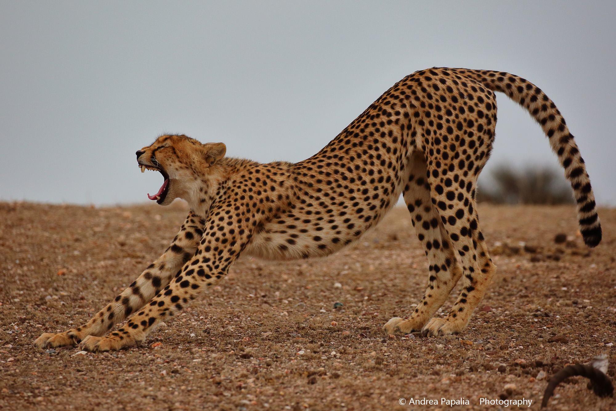 Buongiorno Botswana..