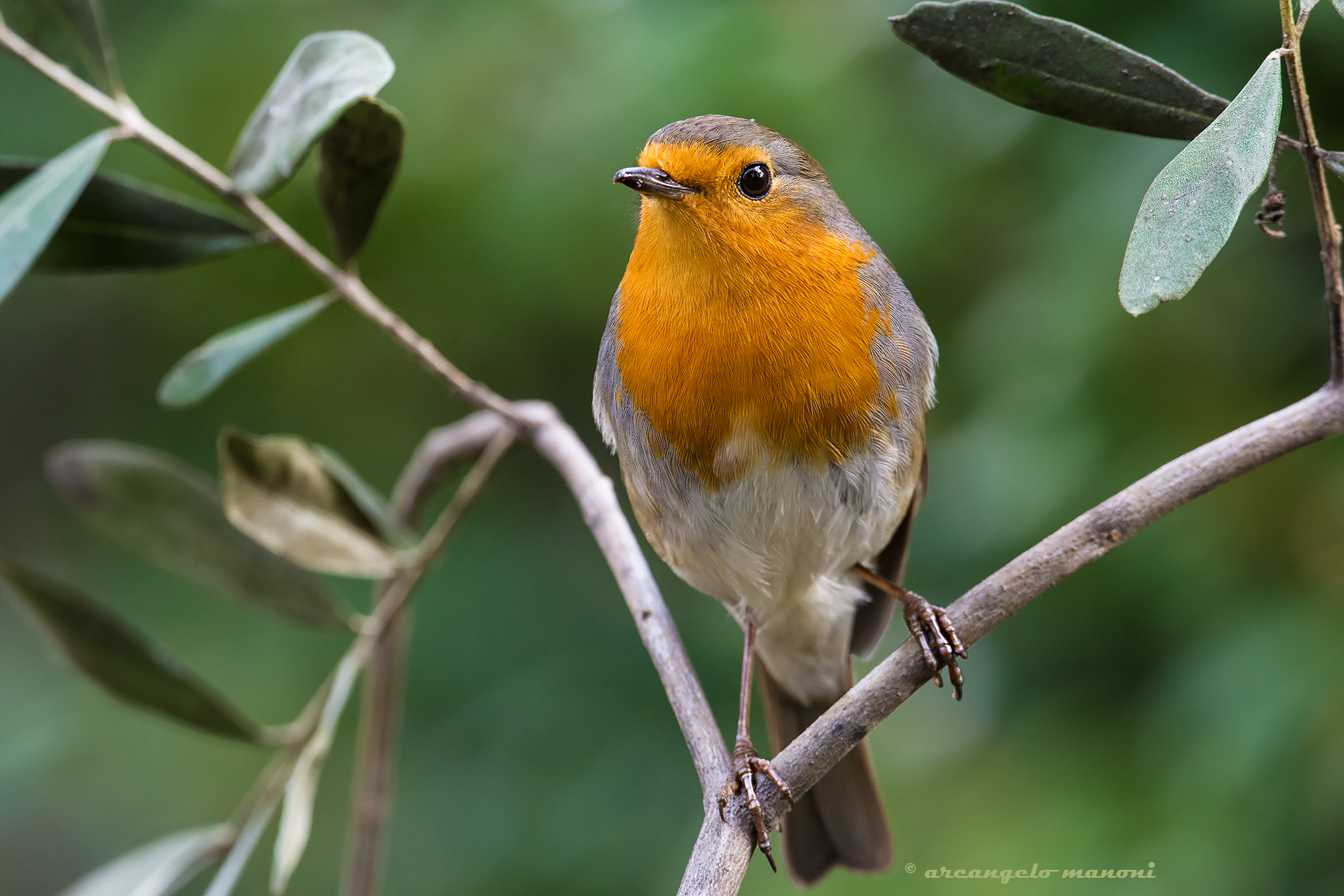 Robin in the olive grove