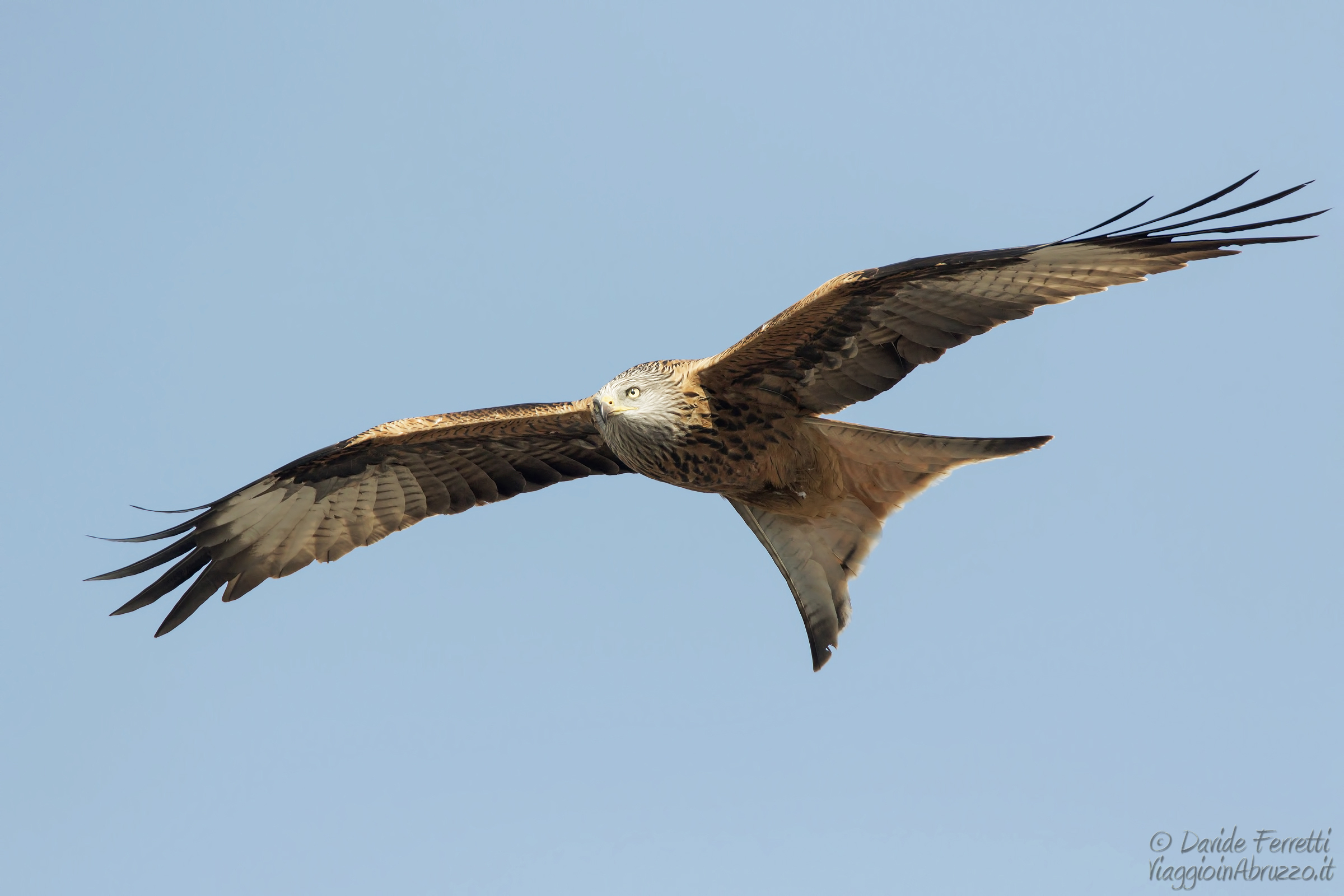 Nibbio reale (Red kite)