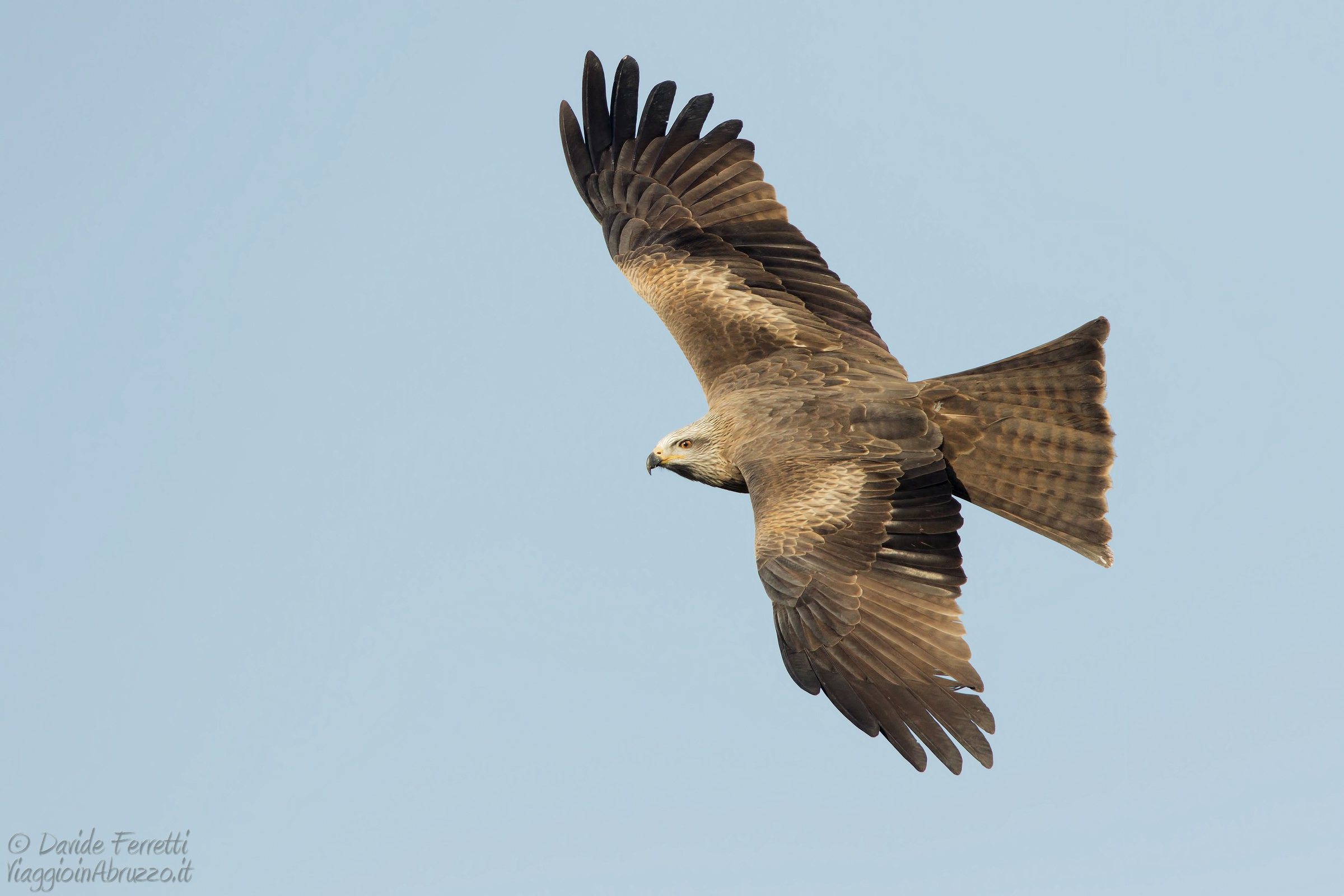 Nibbio bruno (Black kite)