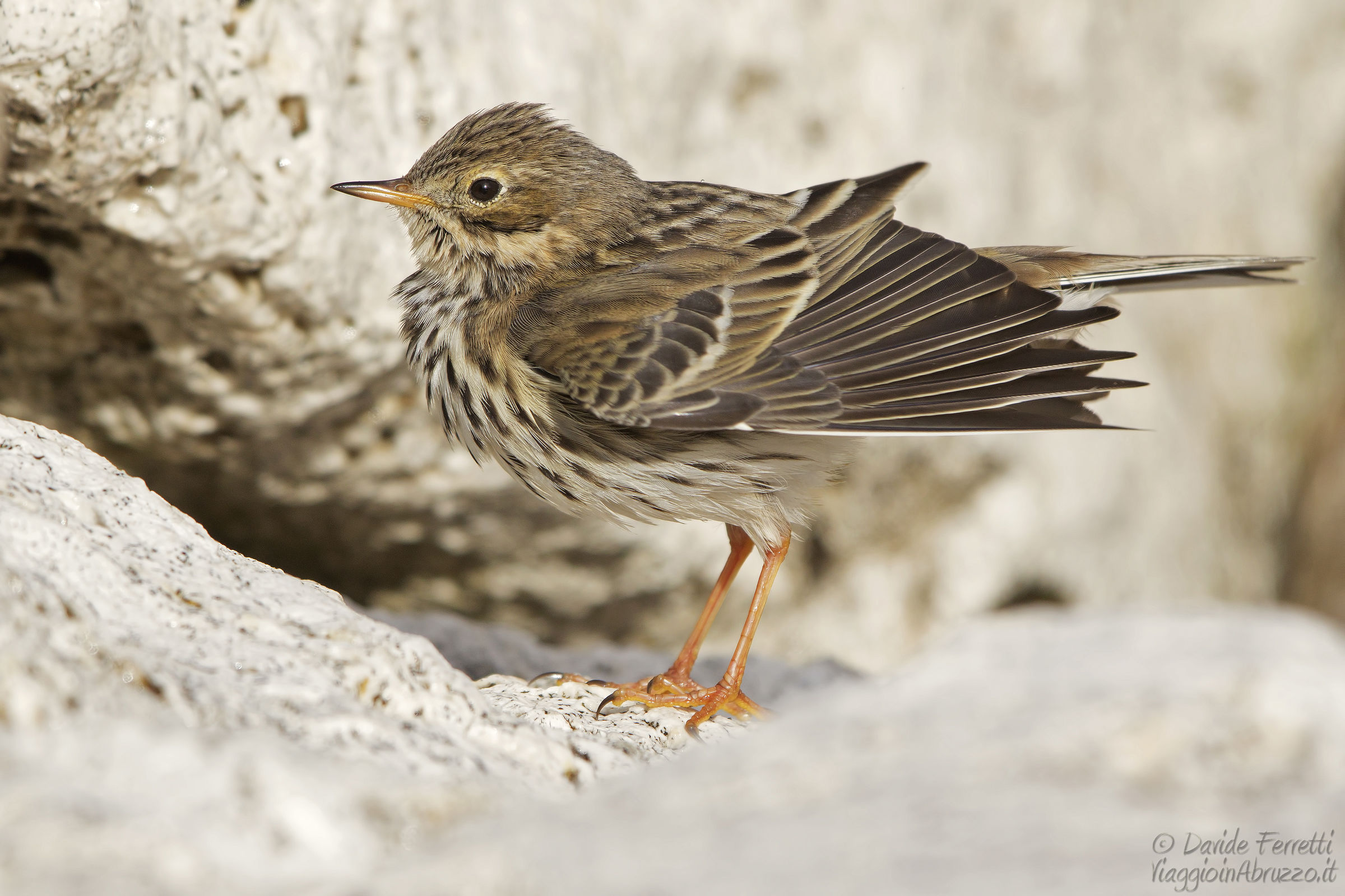 Pispola (Meadow pipit)