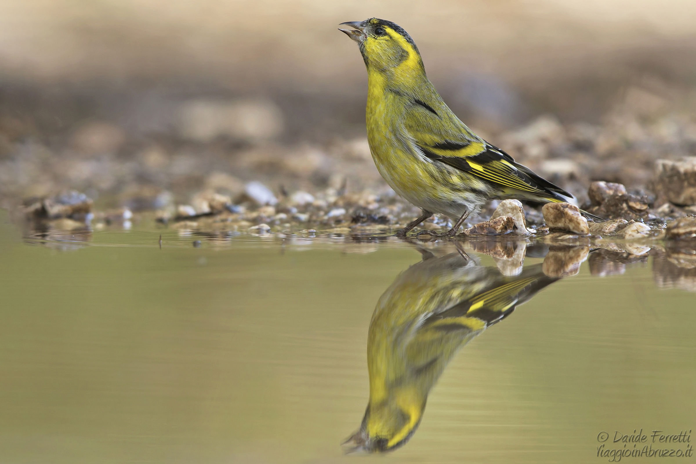 Lucherini (Eurasian siskin)