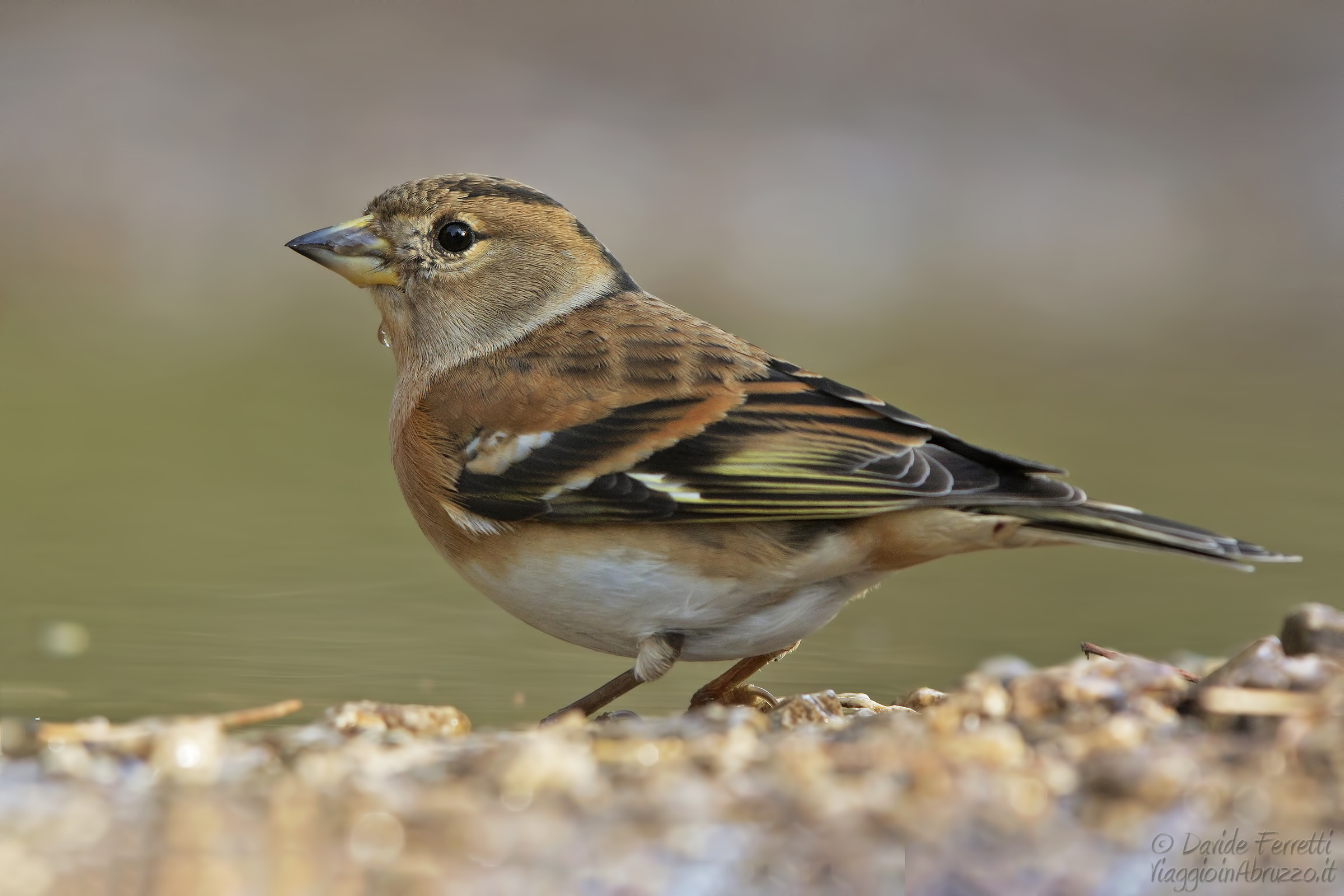 Peppola (Brambling)