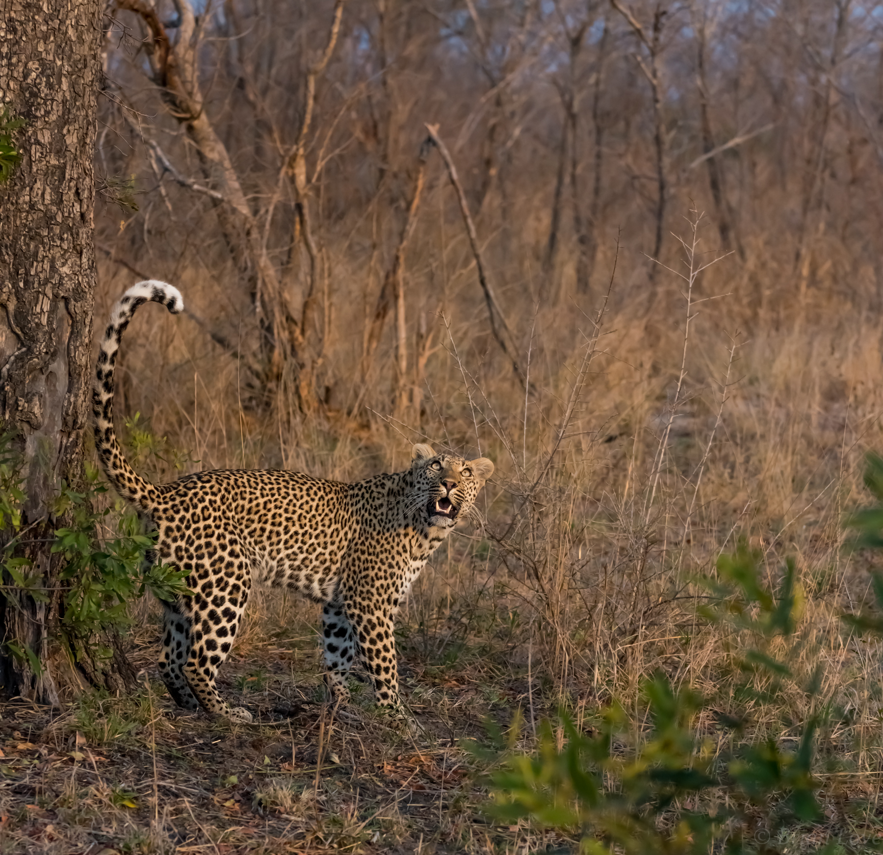 Scent marking and there is something up there!