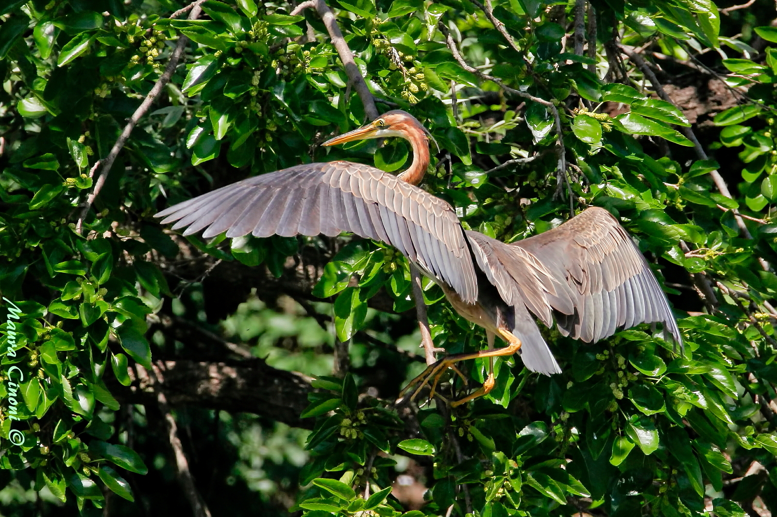 Red Heron