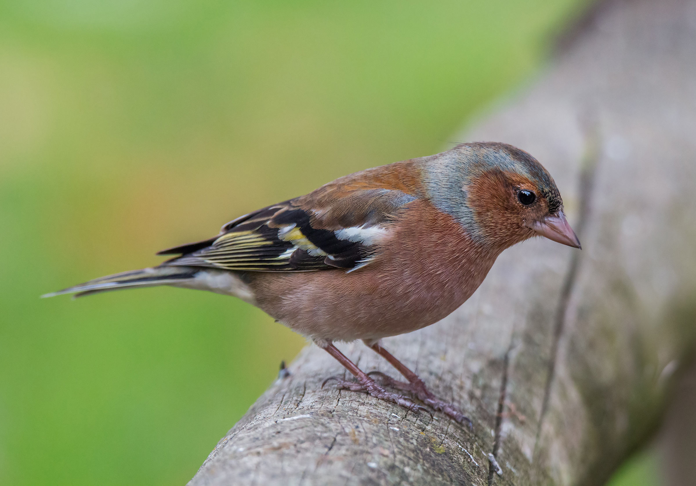 Chaffinch (M)