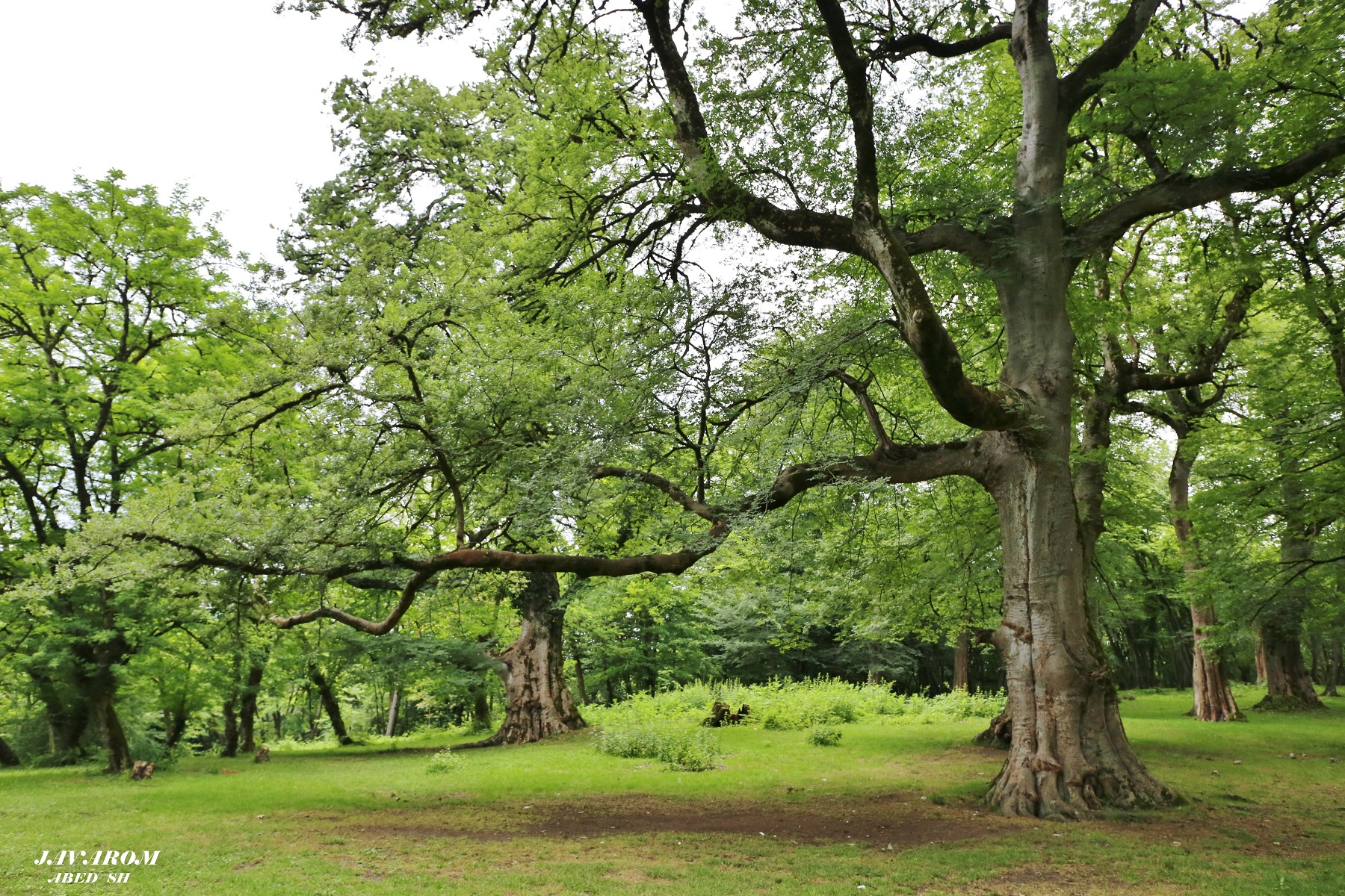 javarum Jungle / iran