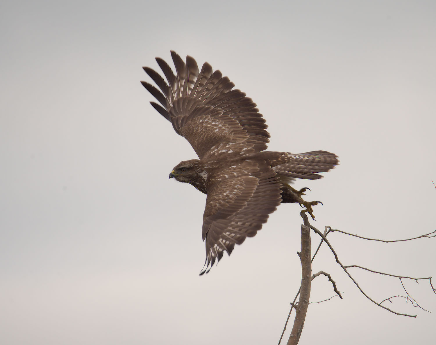 Buzzard