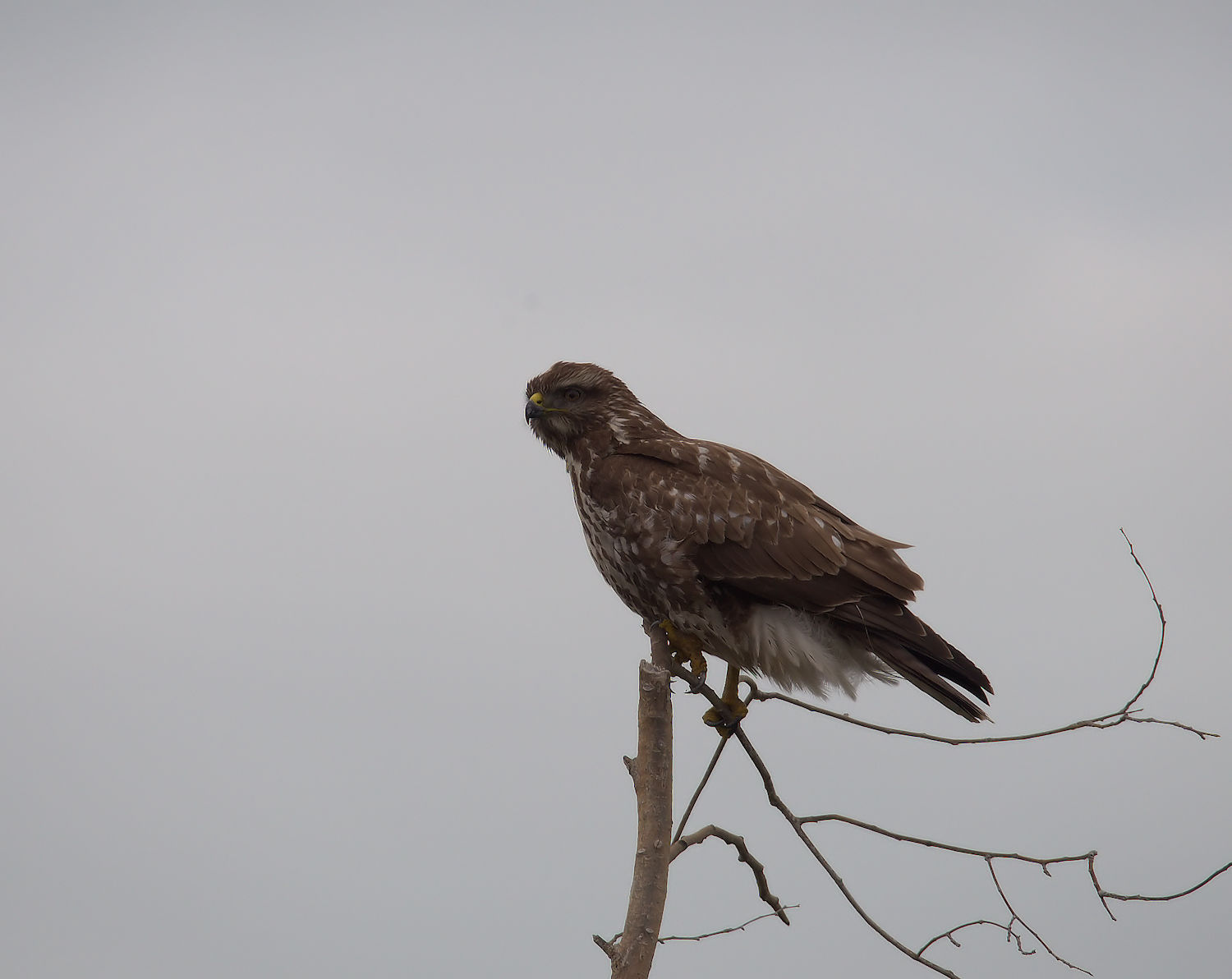 Buzzard