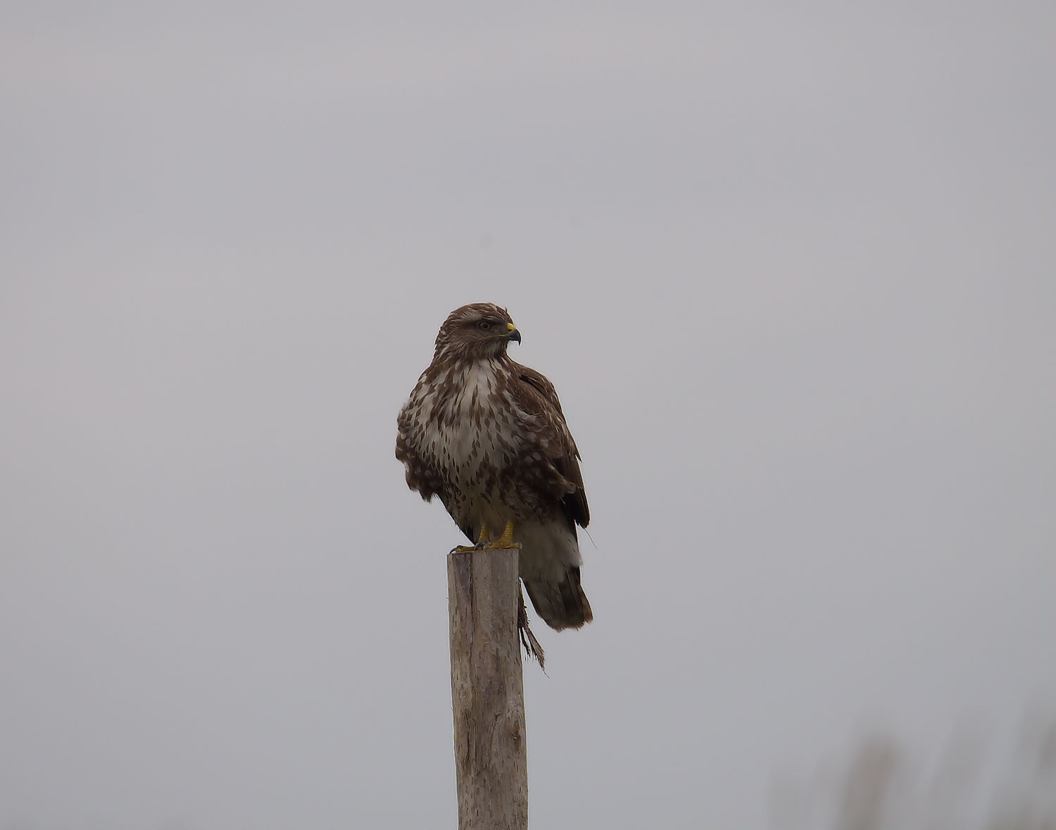 Buzzard