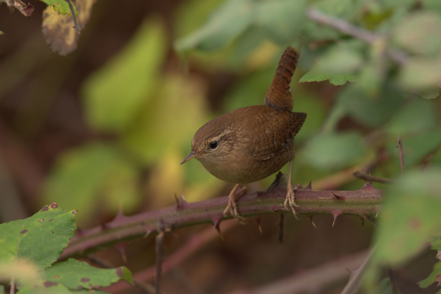 Wren