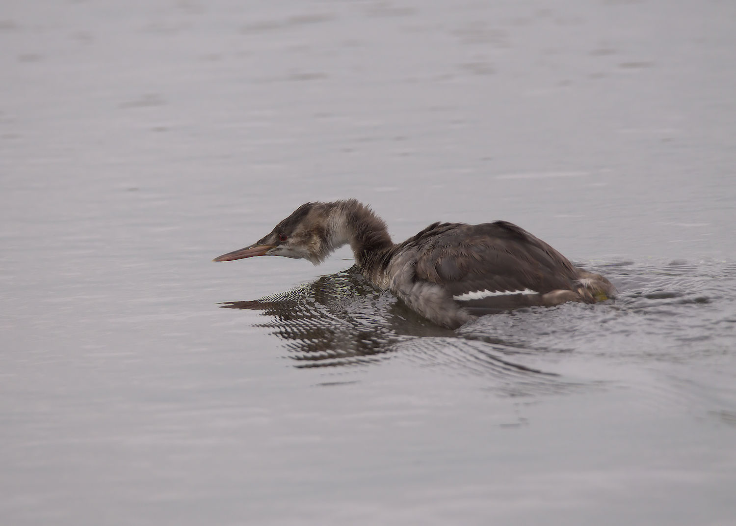 Great Crested Grebe