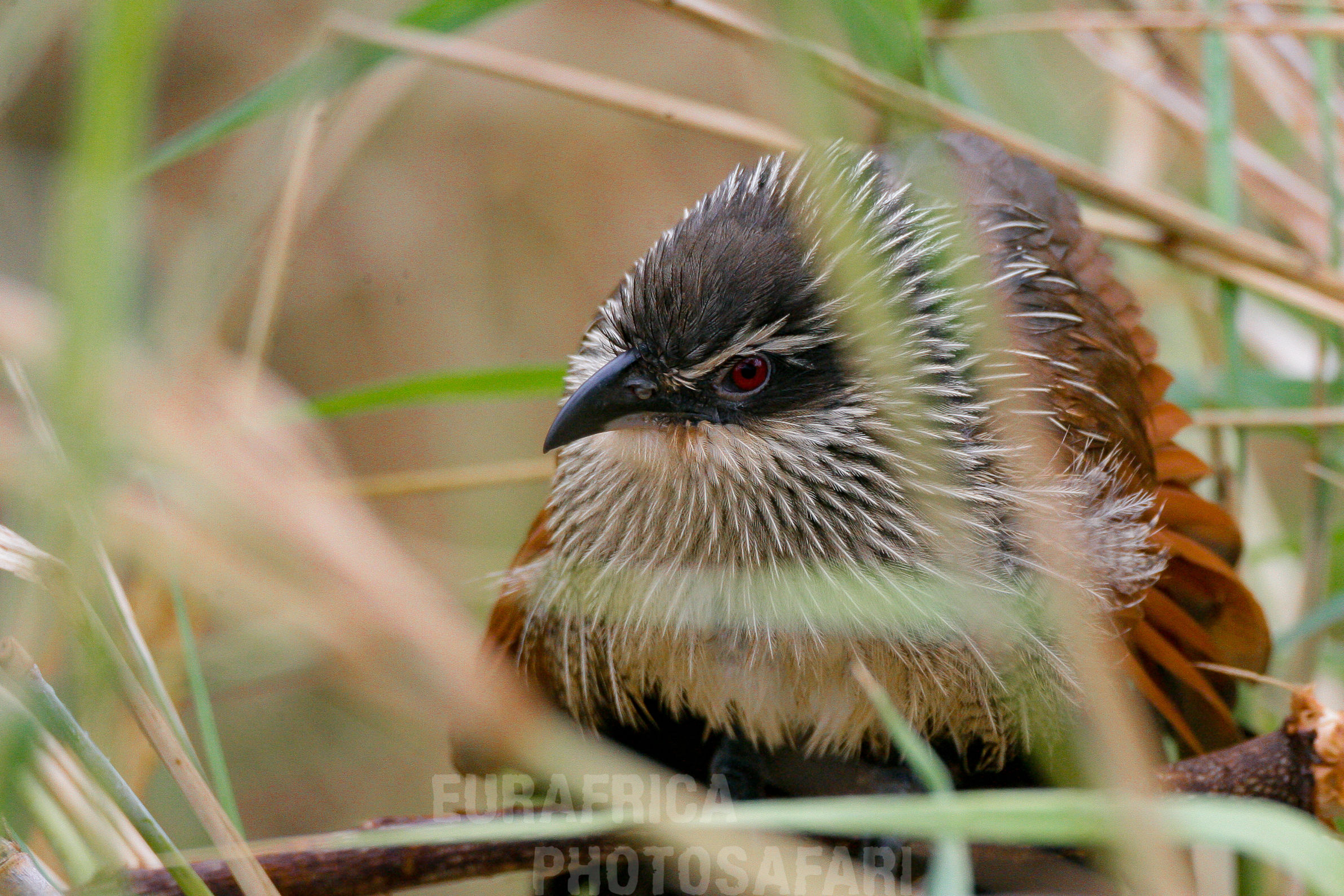 White browed coucal