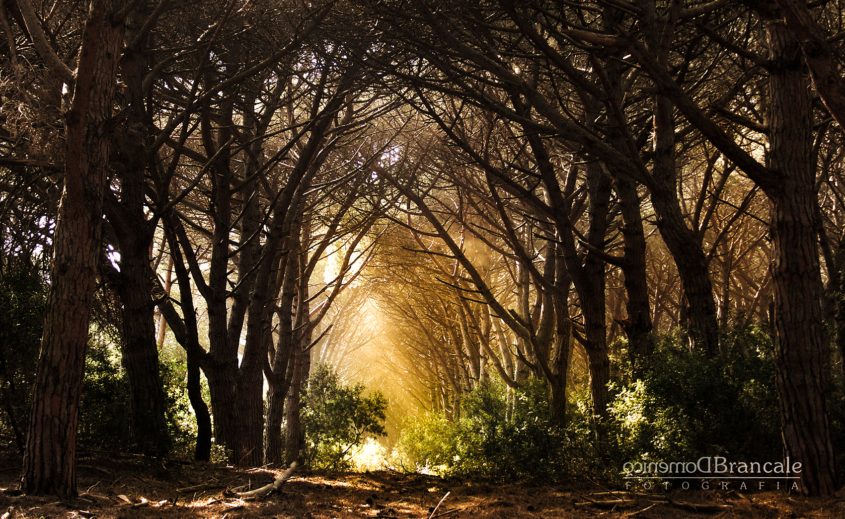 Duna Feniglia Nature Reserve