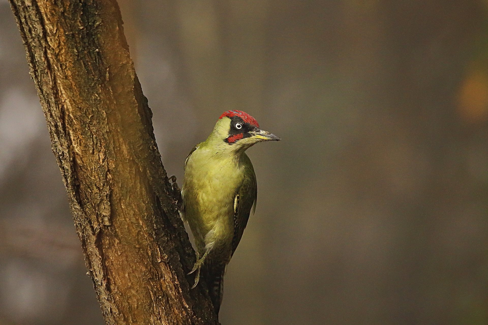 green woodpecker in the fog