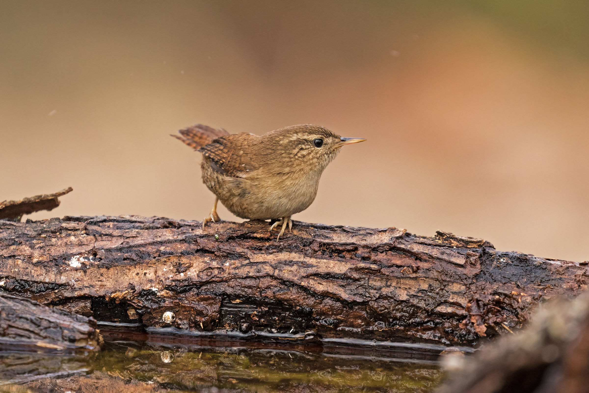 Wren