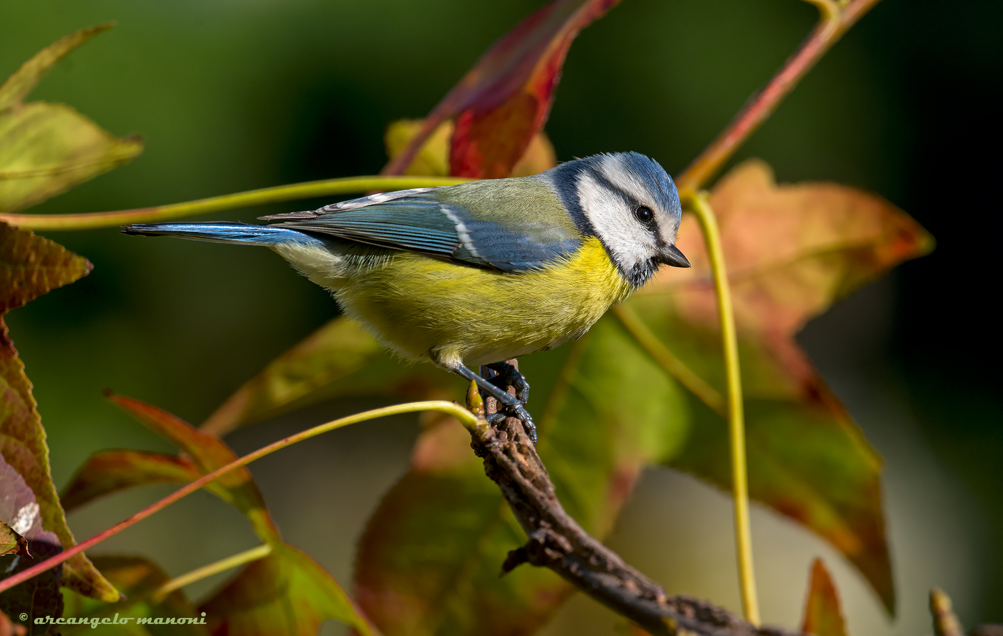 Cinciarella among the colors of autumn