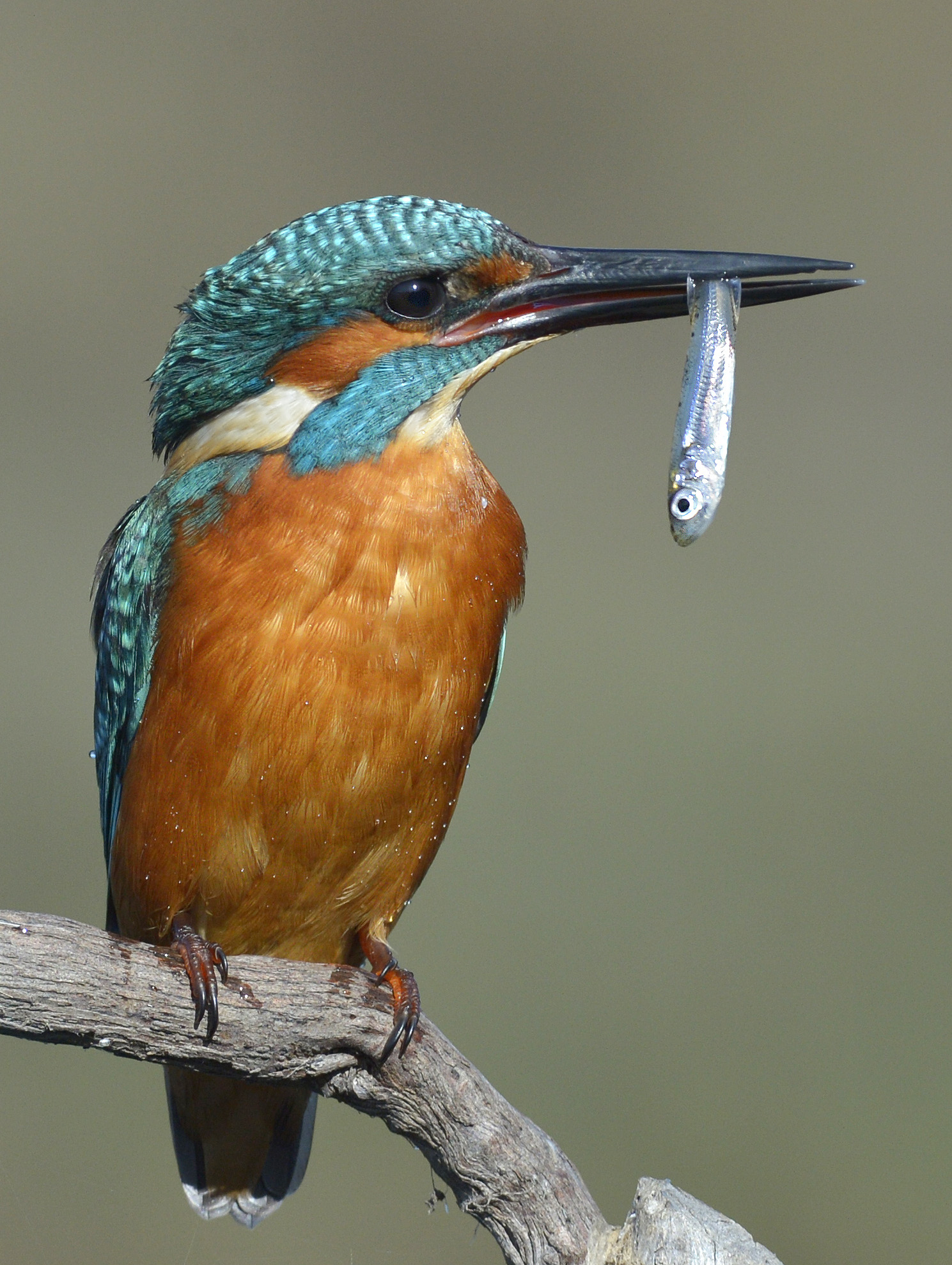 Martin pescatore con pesciolino.