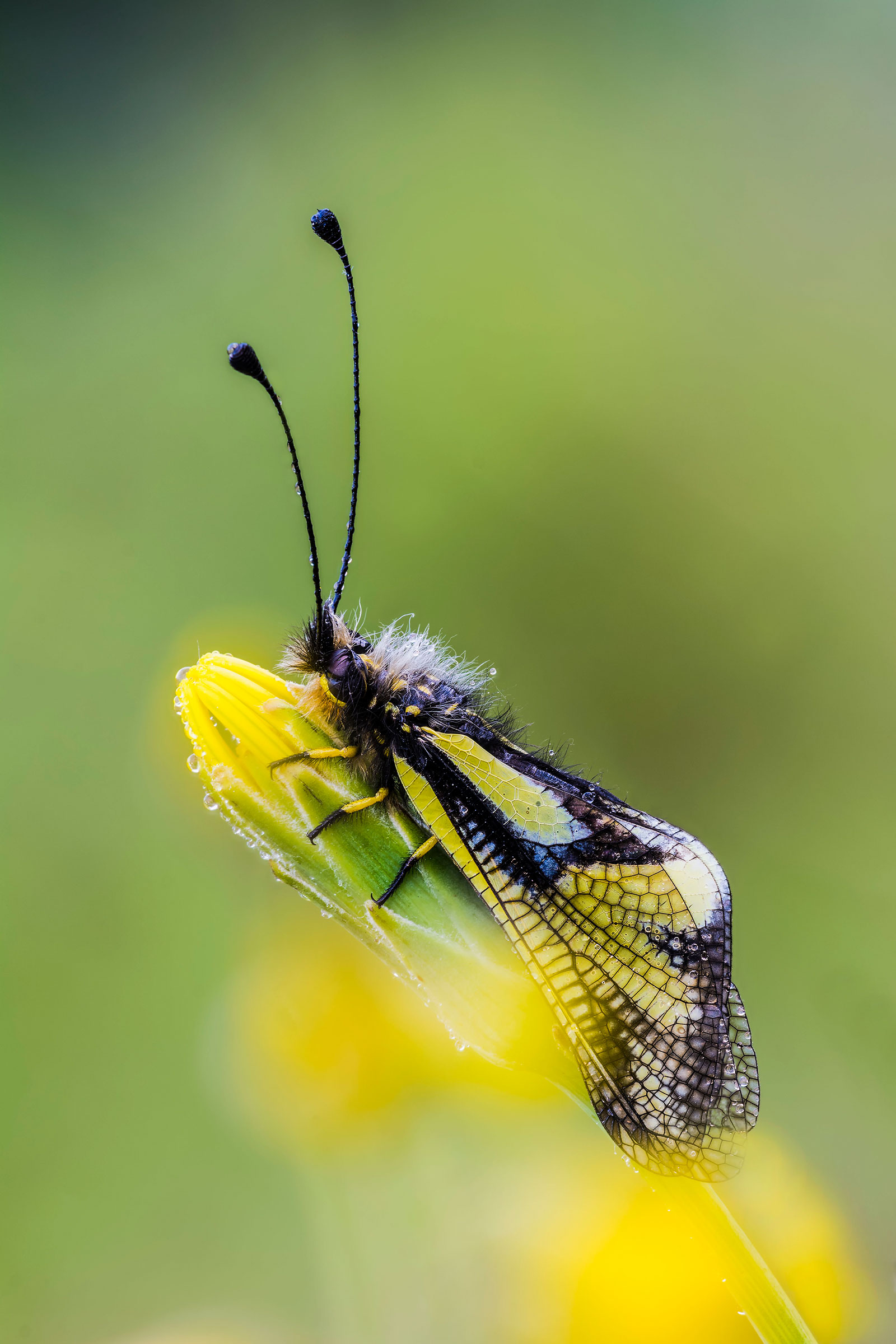 Libelloides coccaius