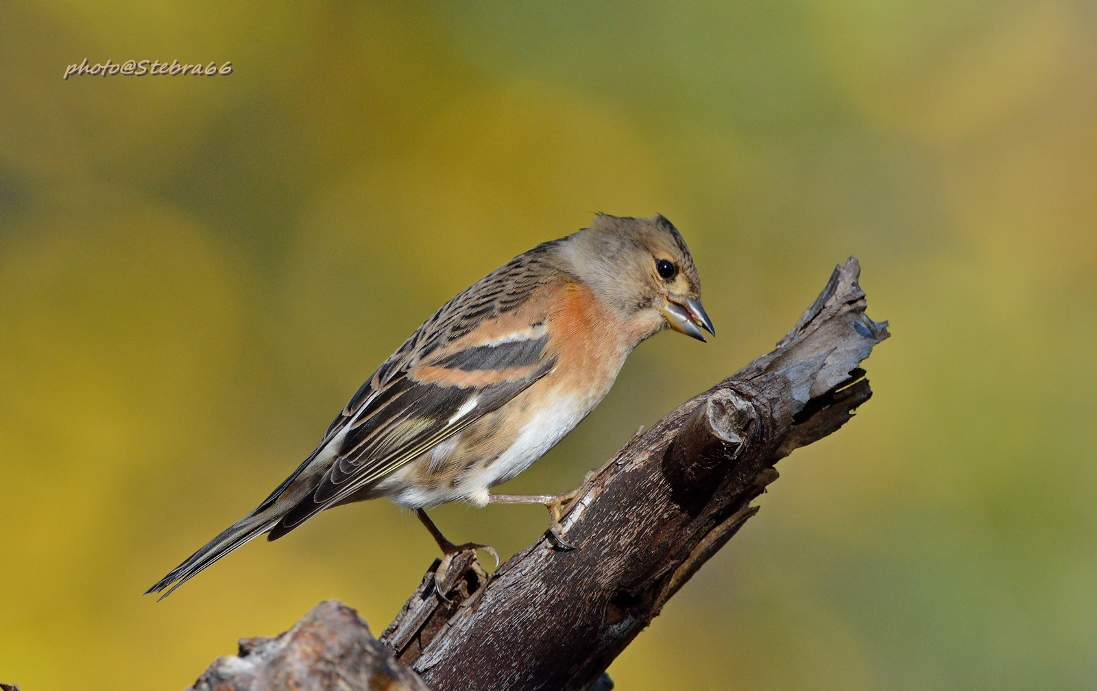 Brambling