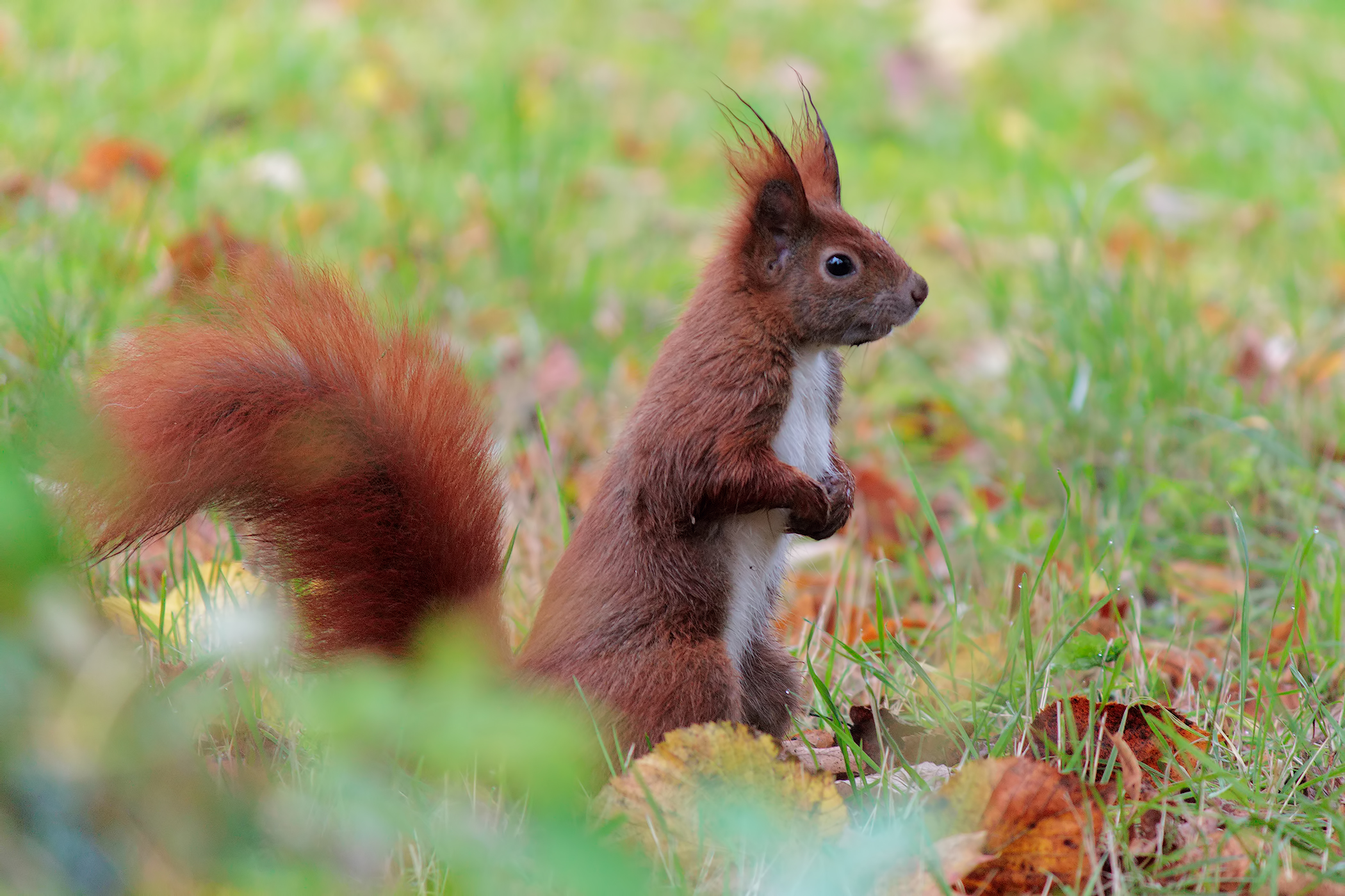 Scoiattolo confidente