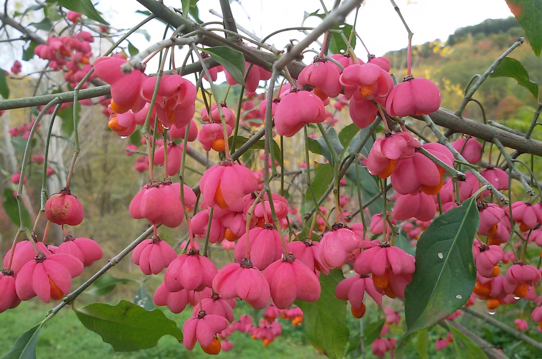 Common denomination plant Also known as Berretta del Prete
