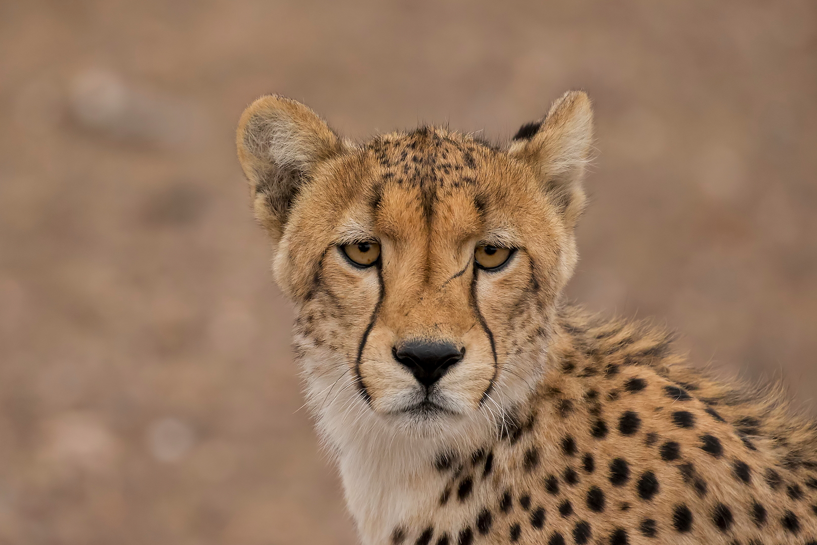 Cheetah