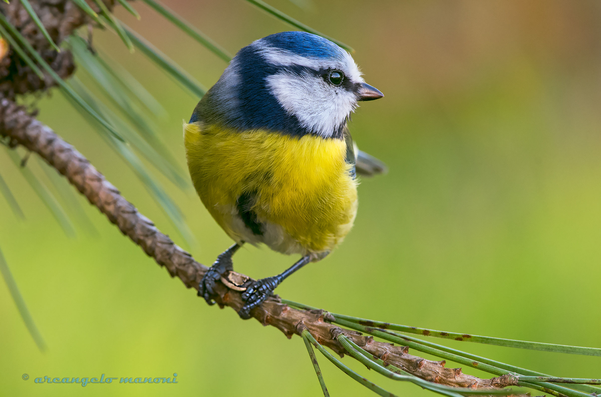 Between the paws the precious seed