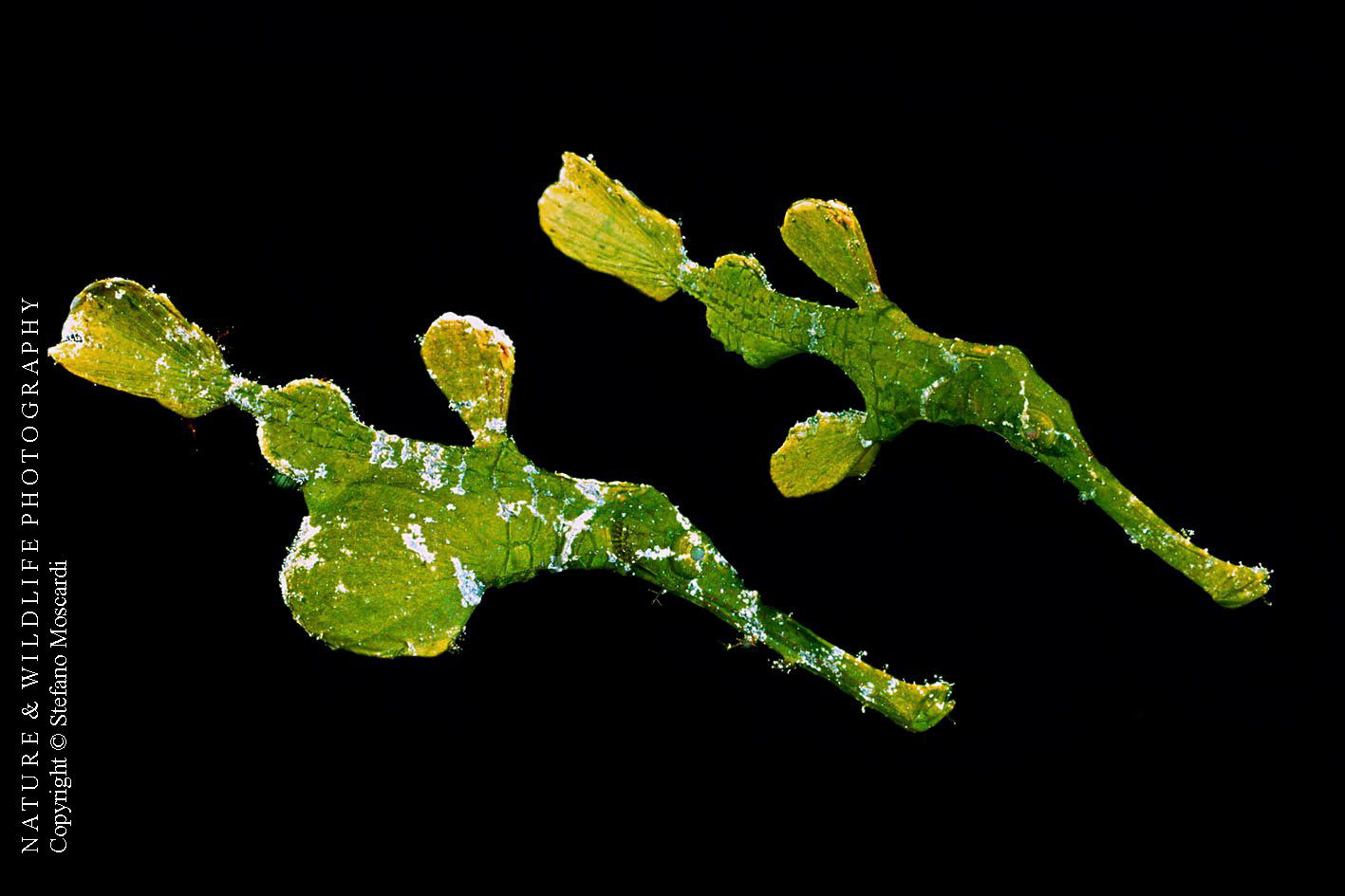 Solenostomus halimeda