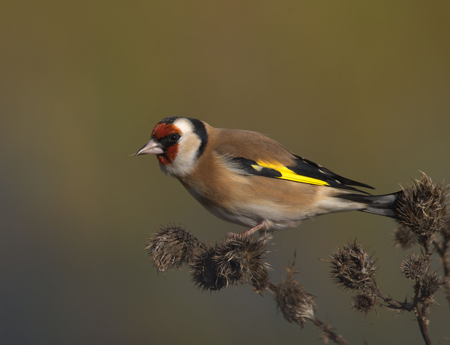 Goldfinch