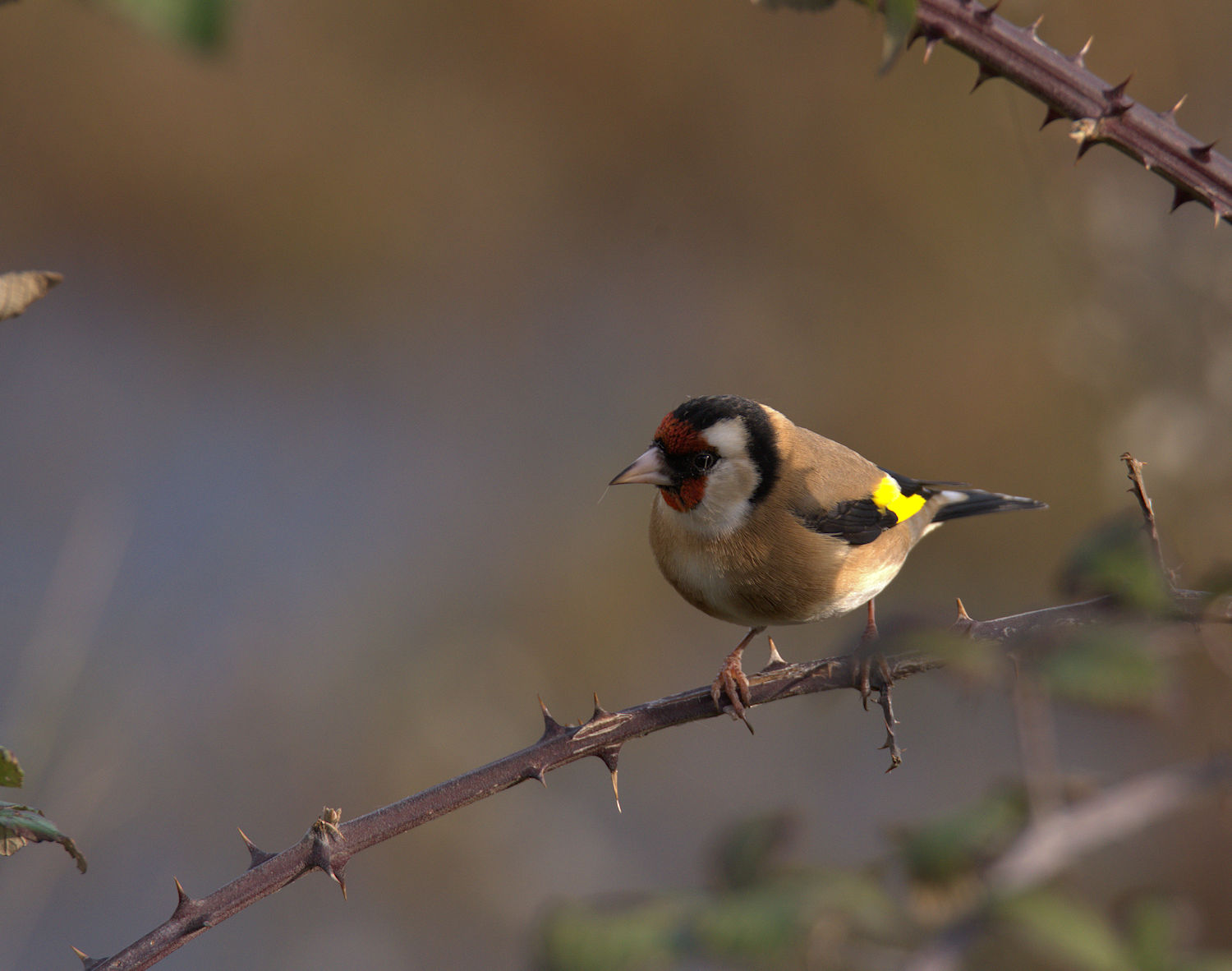 Goldfinch