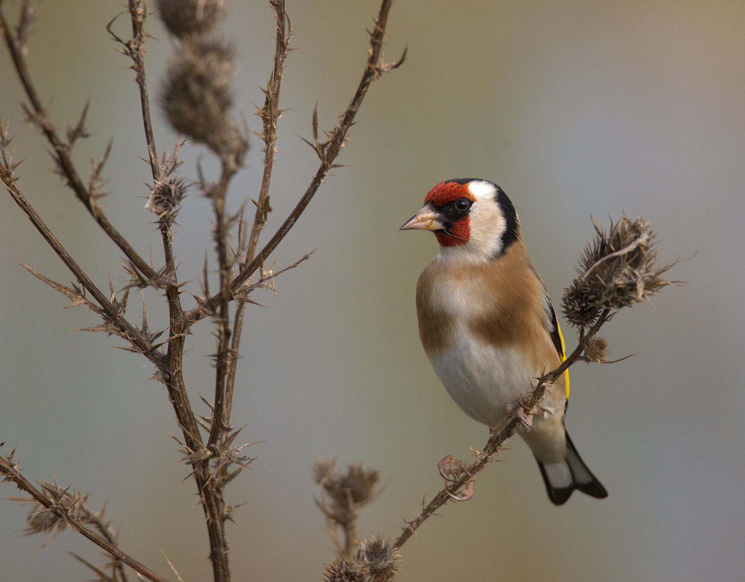 Goldfinch