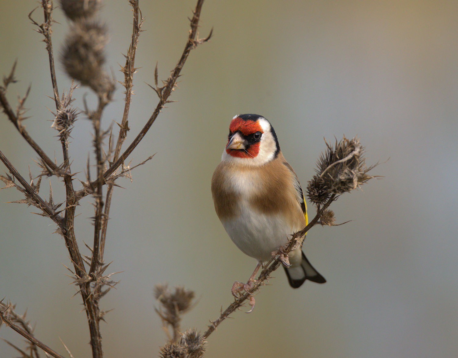 Goldfinch