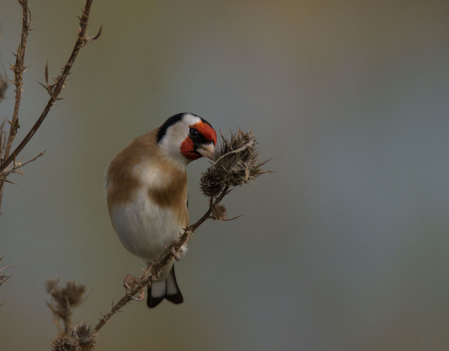 Goldfinch
