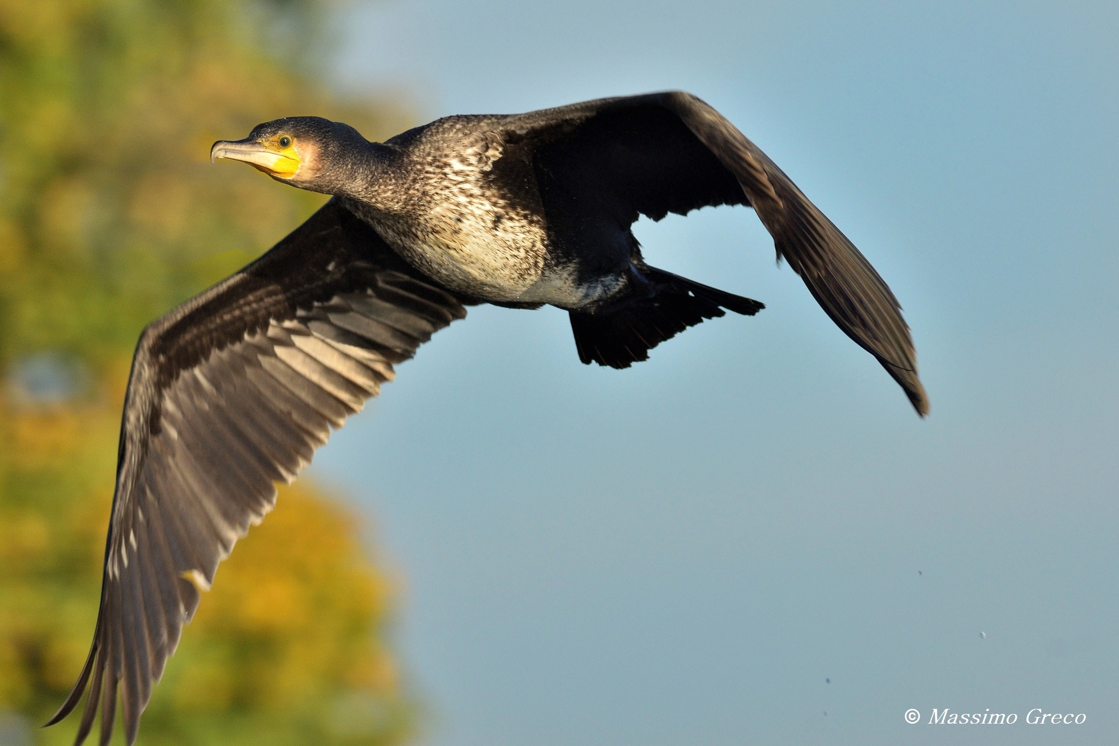 Cormorano