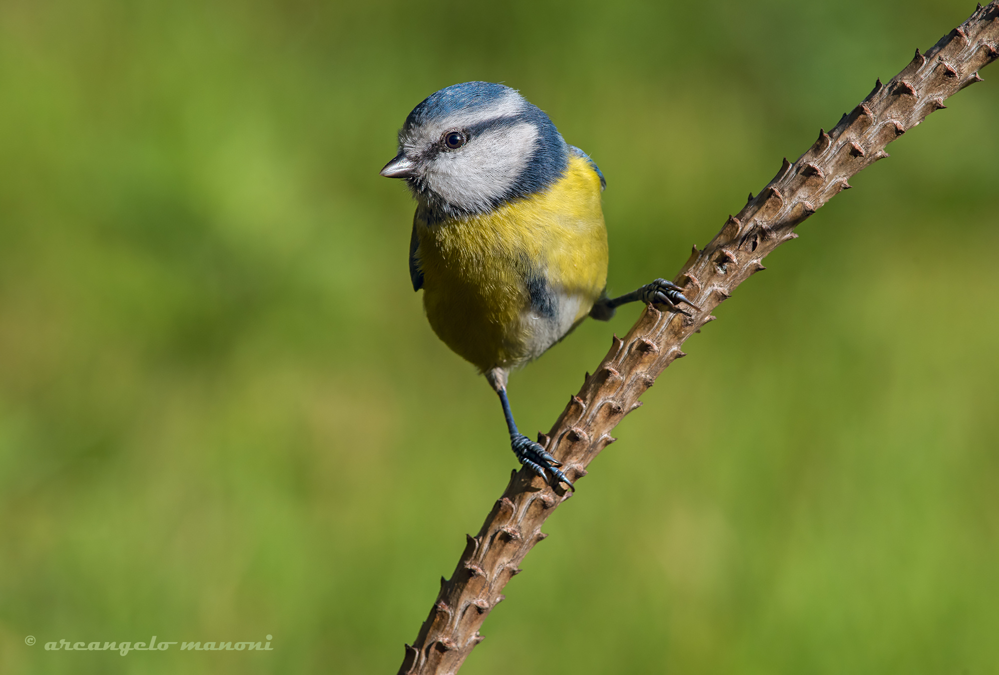 Only two elements: cinnamon and pine needle