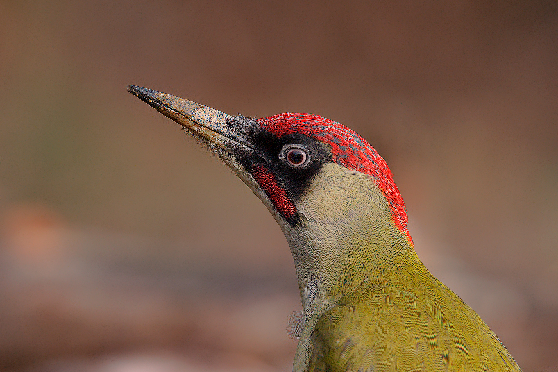 Primo piano Del Picus