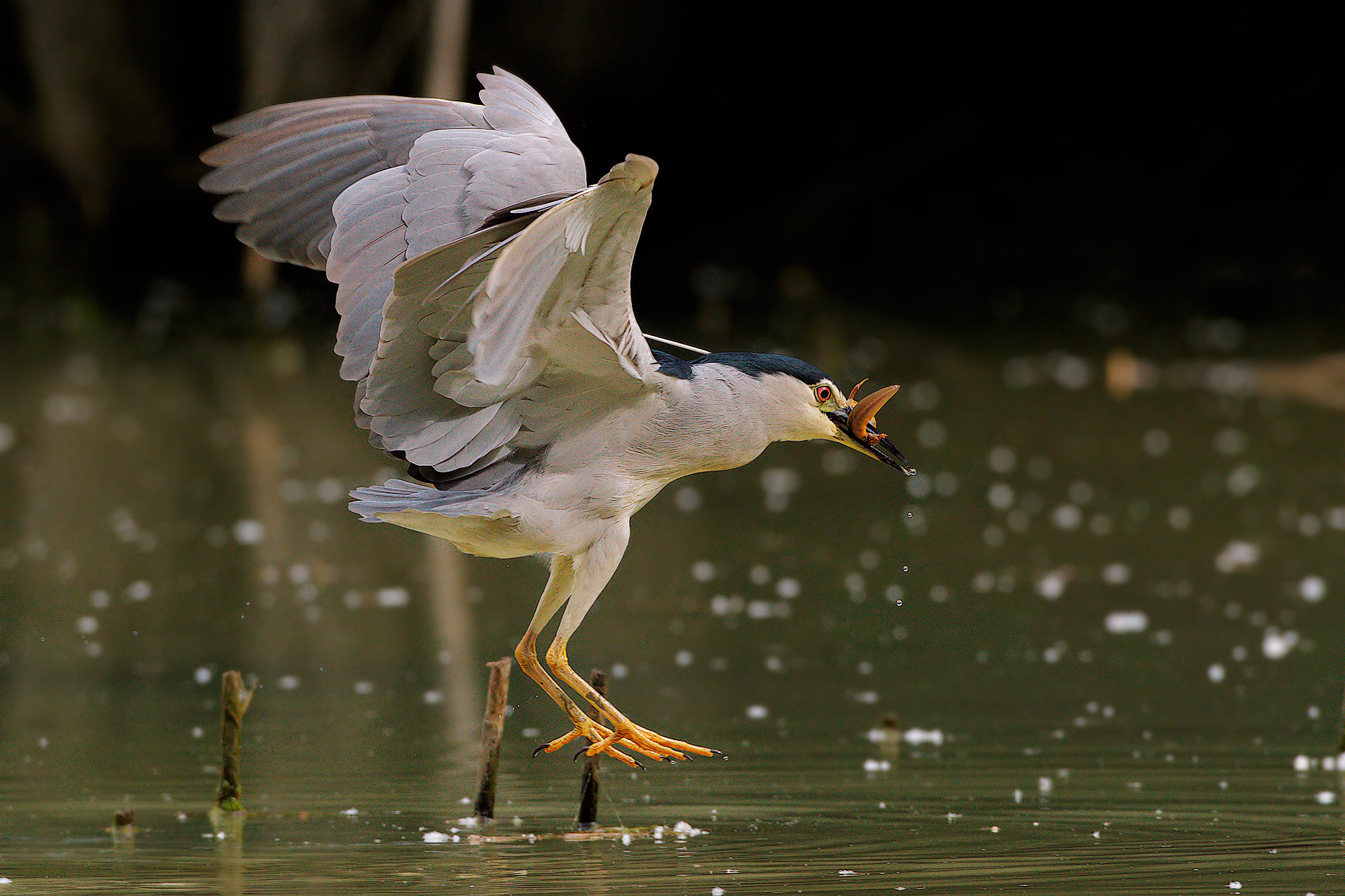 nitticora con tritone