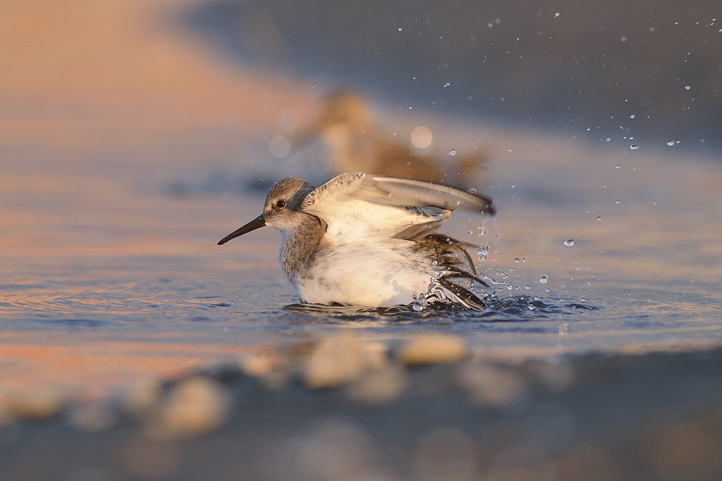Dunlin