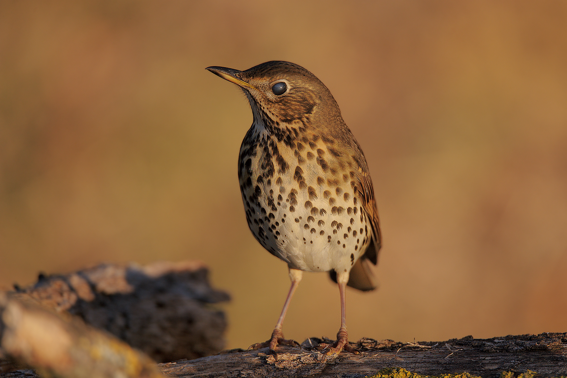 La palpebra del Bottaccio