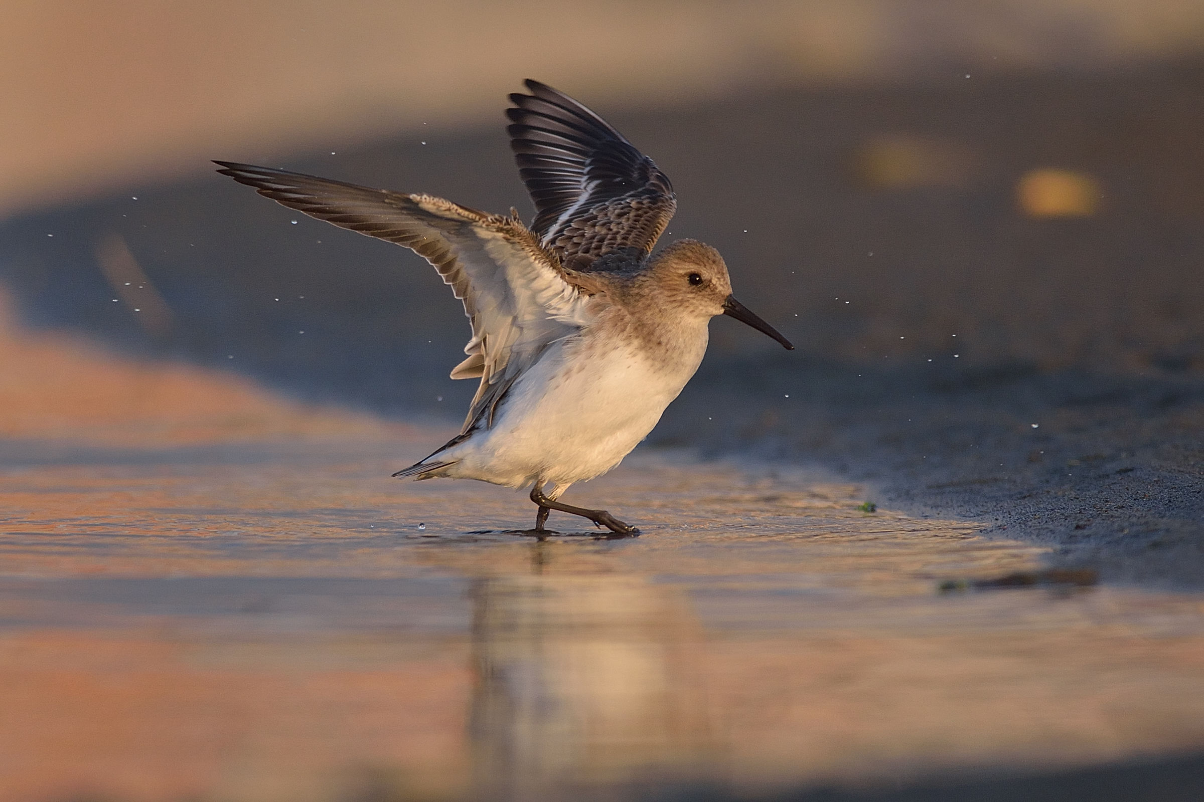 Dunlin