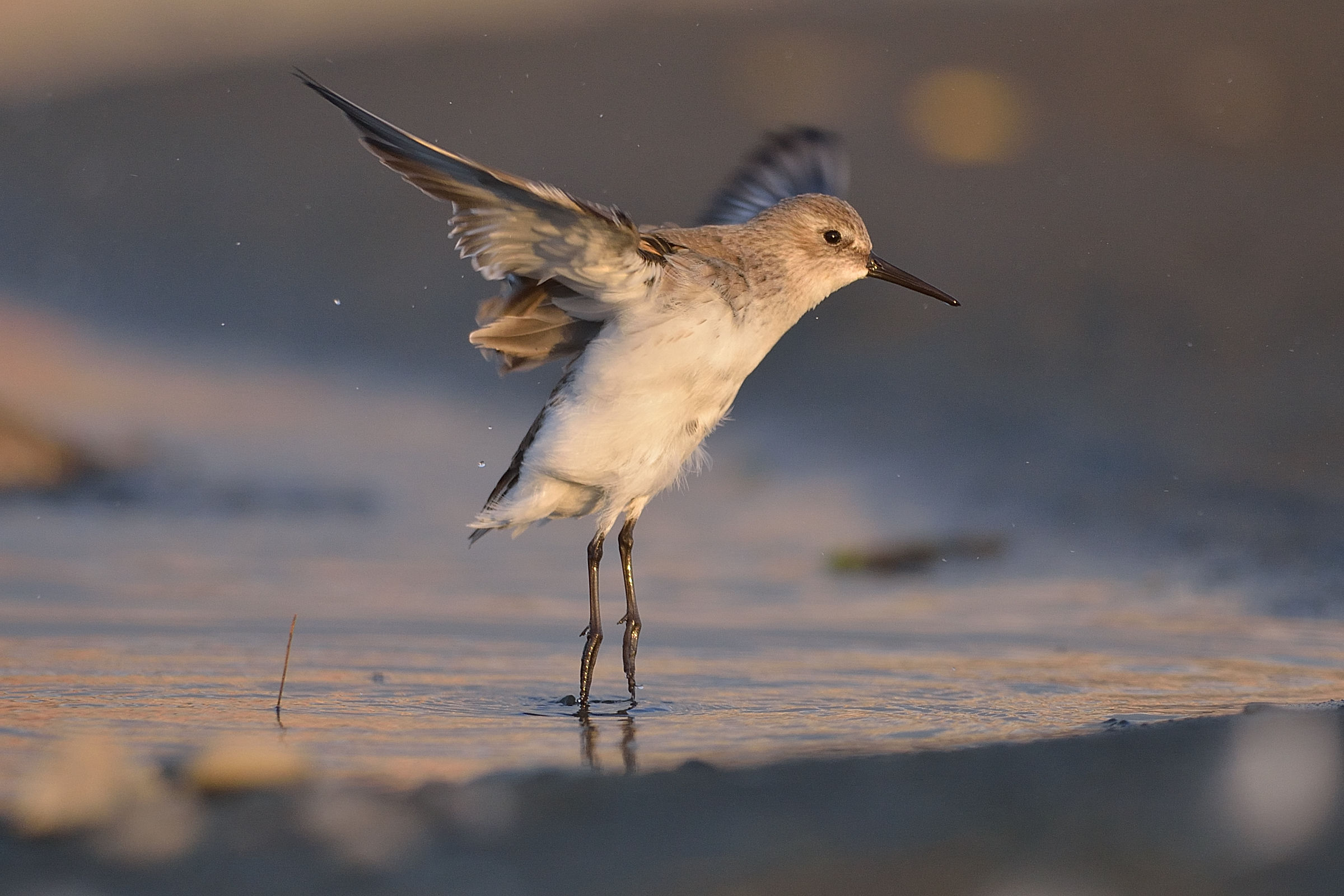 Dunlin