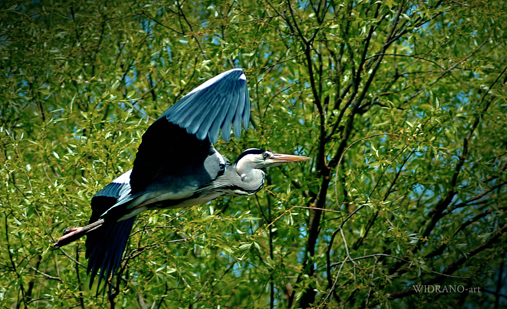 Siva čaplja Ardea cinerea il 30/04/2017 Croazia