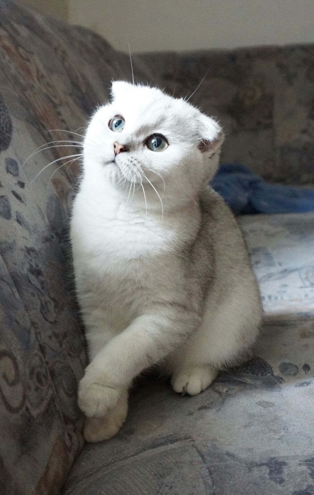 Scottish fold