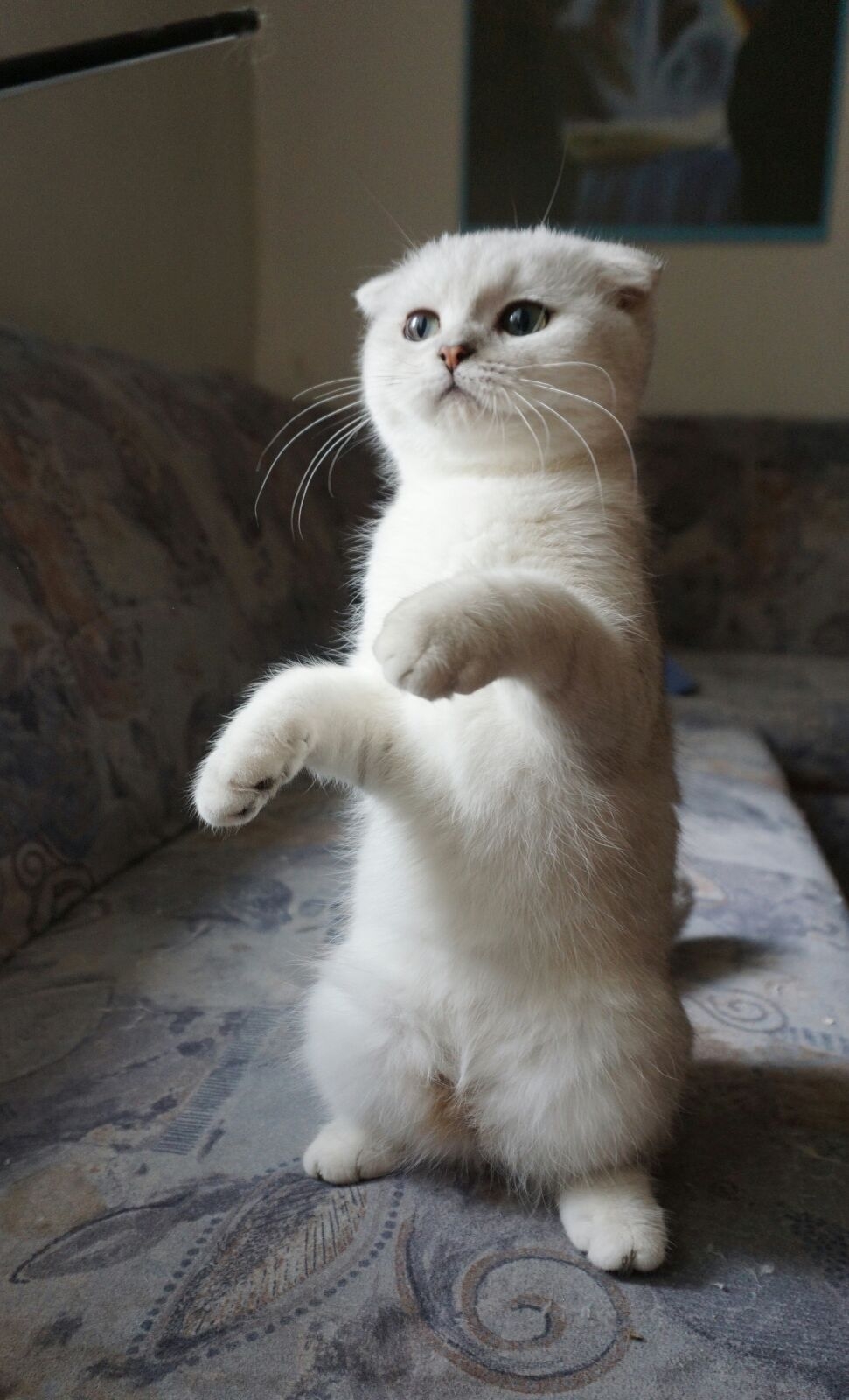 Scottish fold