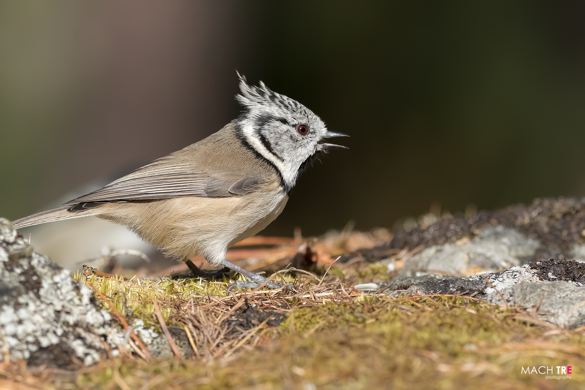 Cincia dal ciuffo (Lophophanes cristatus)