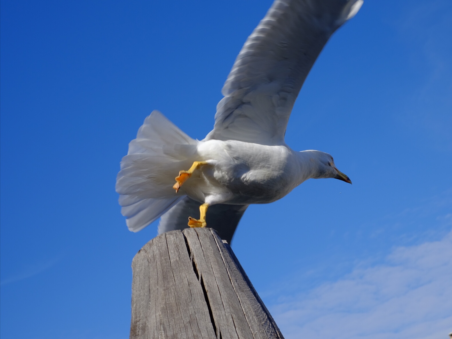 Seagull